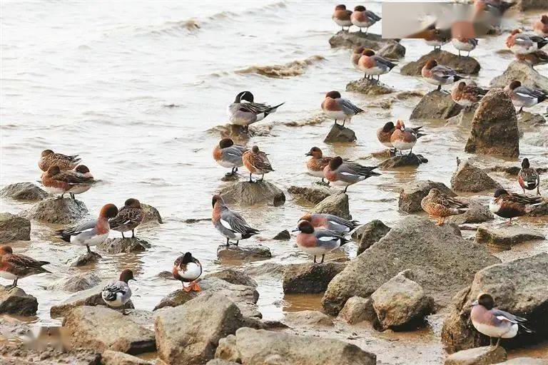“護(hù)鳥心切”超暖心！深圳各大海濱公園為候鳥關(guān)燈引網(wǎng)友點(diǎn)贊（圖說：越冬的候鳥在深圳灣公園棲息）.jpeg
